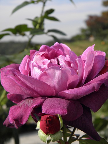 薔薇6