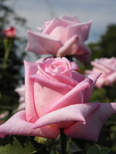 薔薇5