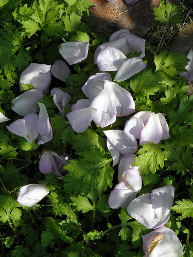薔薇7