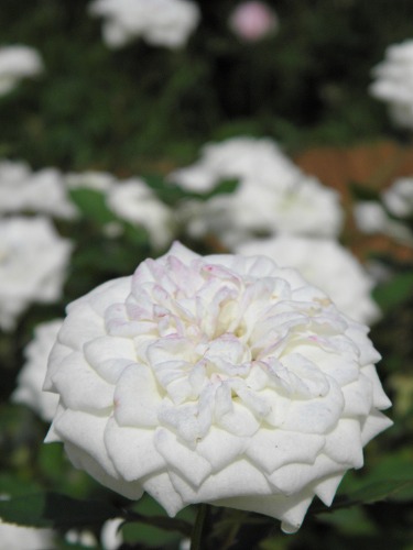 薔薇9