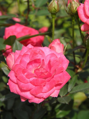 薔薇10