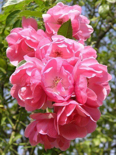 薔薇11