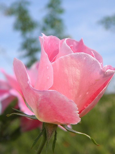 薔薇12