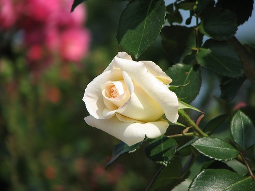 薔薇13