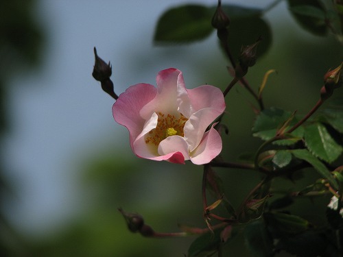 薔薇14