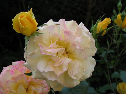 薔薇15
