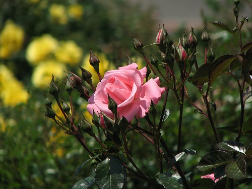 薔薇16