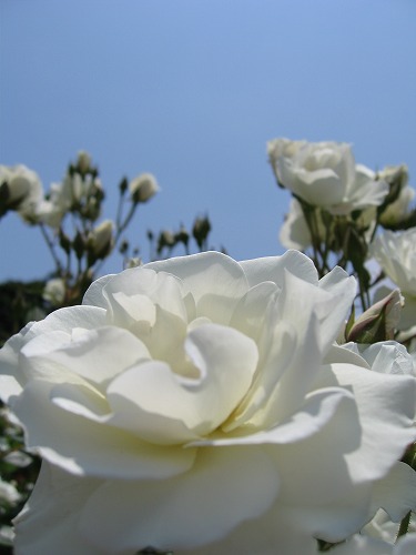 薔薇18