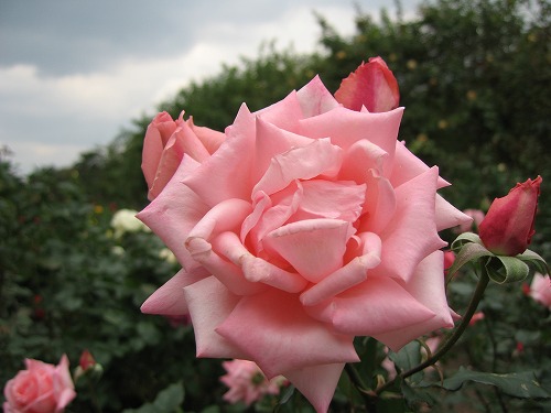 薔薇17