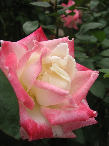 薔薇20