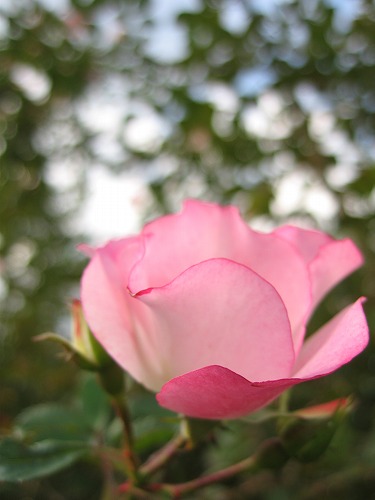 薔薇21