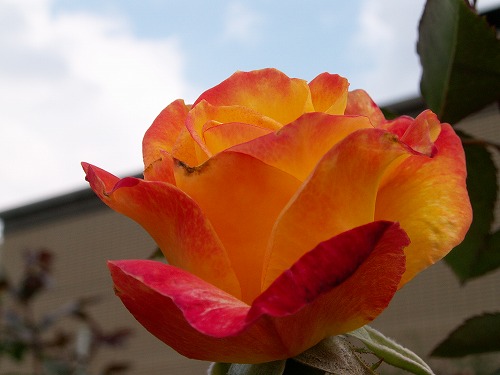 薔薇22