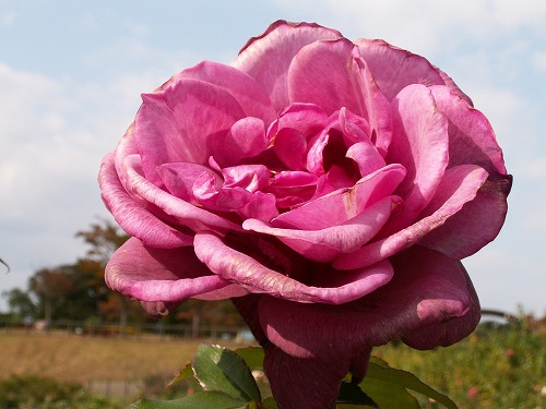 薔薇23