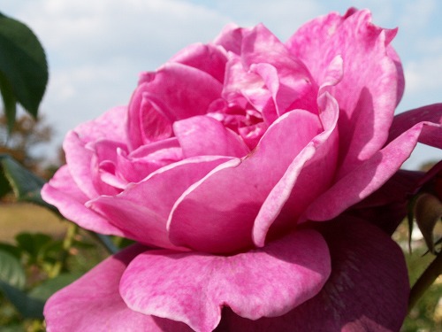 薔薇24