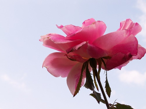 薔薇25