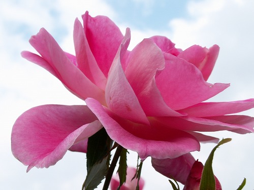 薔薇26