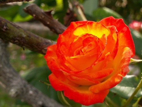 薔薇27