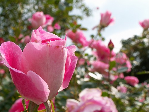 薔薇28