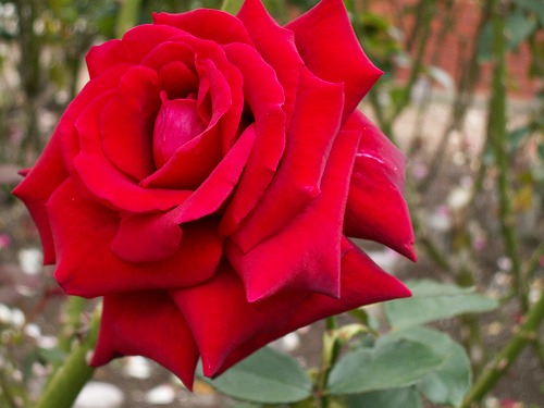 薔薇31
