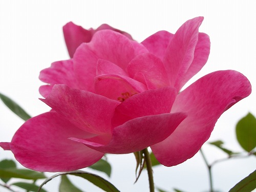 薔薇32