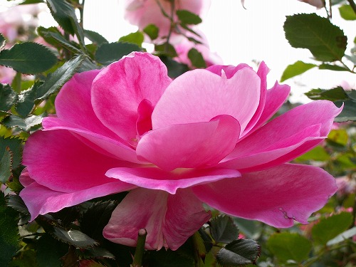 薔薇33