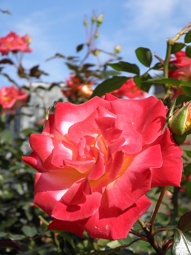 薔薇園1