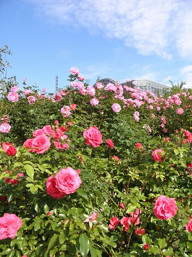 薔薇園2