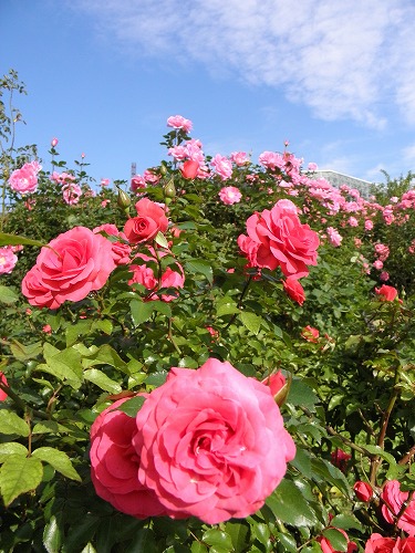 薔薇園3