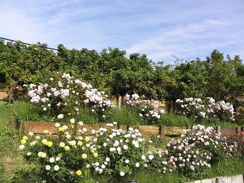 薔薇園4