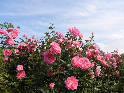 薔薇園5