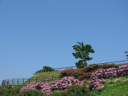薔薇園6