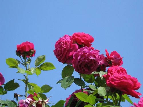 薔薇園7