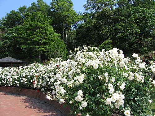 薔薇園8