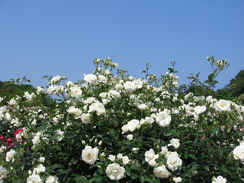 薔薇園9