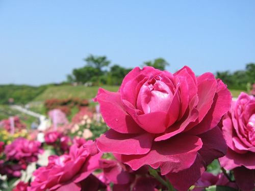 薔薇園10