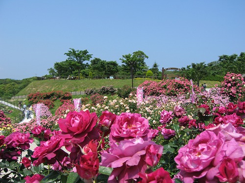薔薇園11