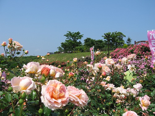 薔薇園12