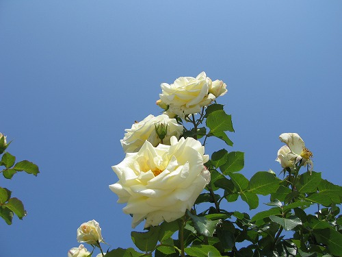 薔薇園13
