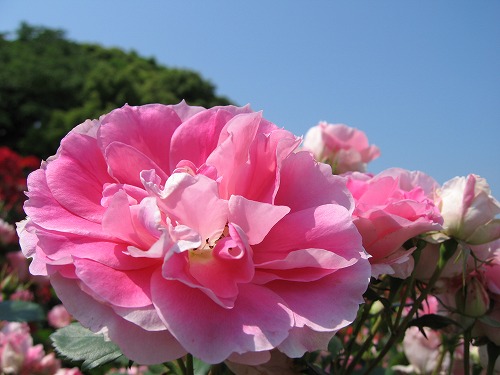 薔薇園14
