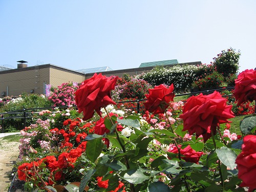 薔薇園15