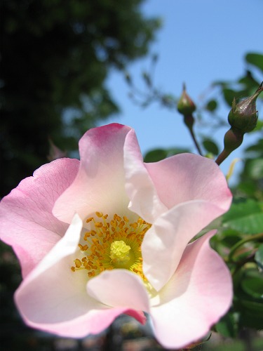 薔薇園16