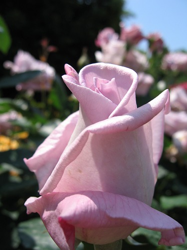 薔薇園17