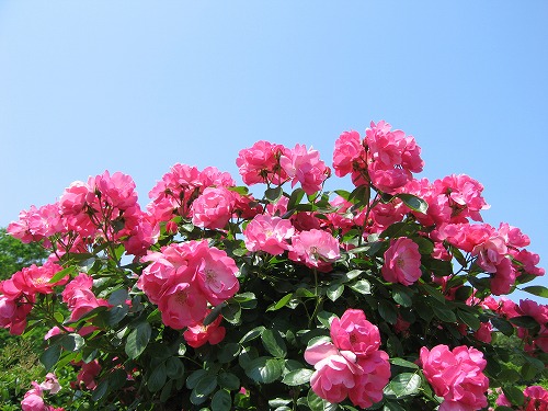 薔薇園18
