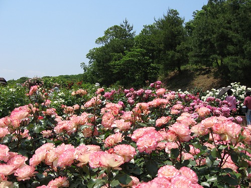 薔薇園19