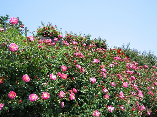 薔薇園20