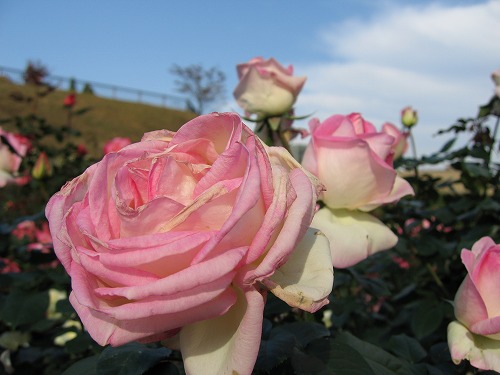 薔薇園21
