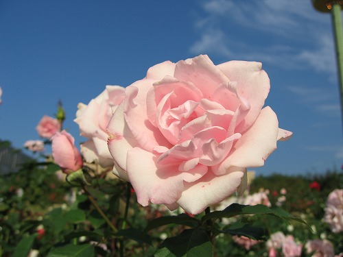 薔薇園22