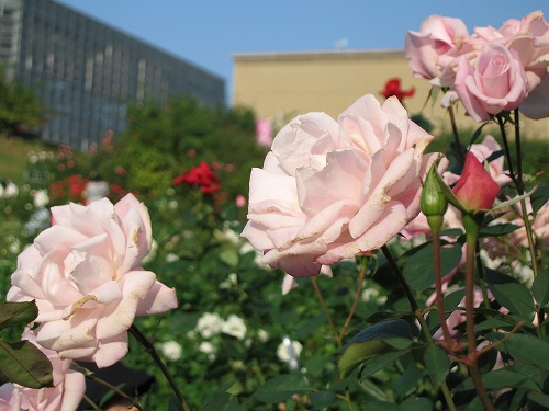薔薇園23