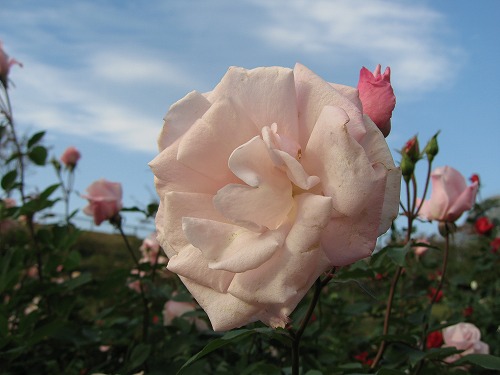 薔薇園24