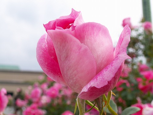 薔薇園26
